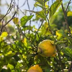 Lemon House - 400m From The - Wifi البوفيرا