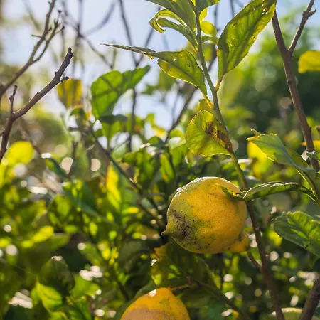Lemon House - 400m From The - Wifi 알부페이라